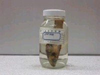 藏品(短鰭新燈籠魚)的圖片